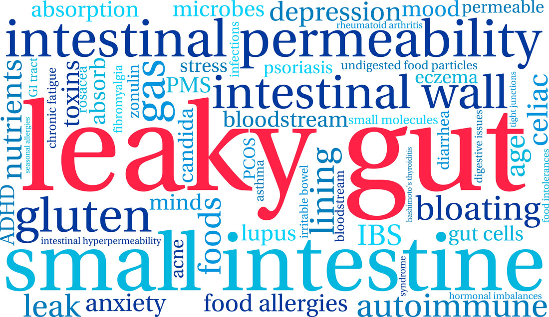 “Leaky Gut” Update 2024